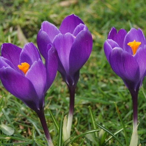 [A2007] Crocus vernus Flower Record - ORG