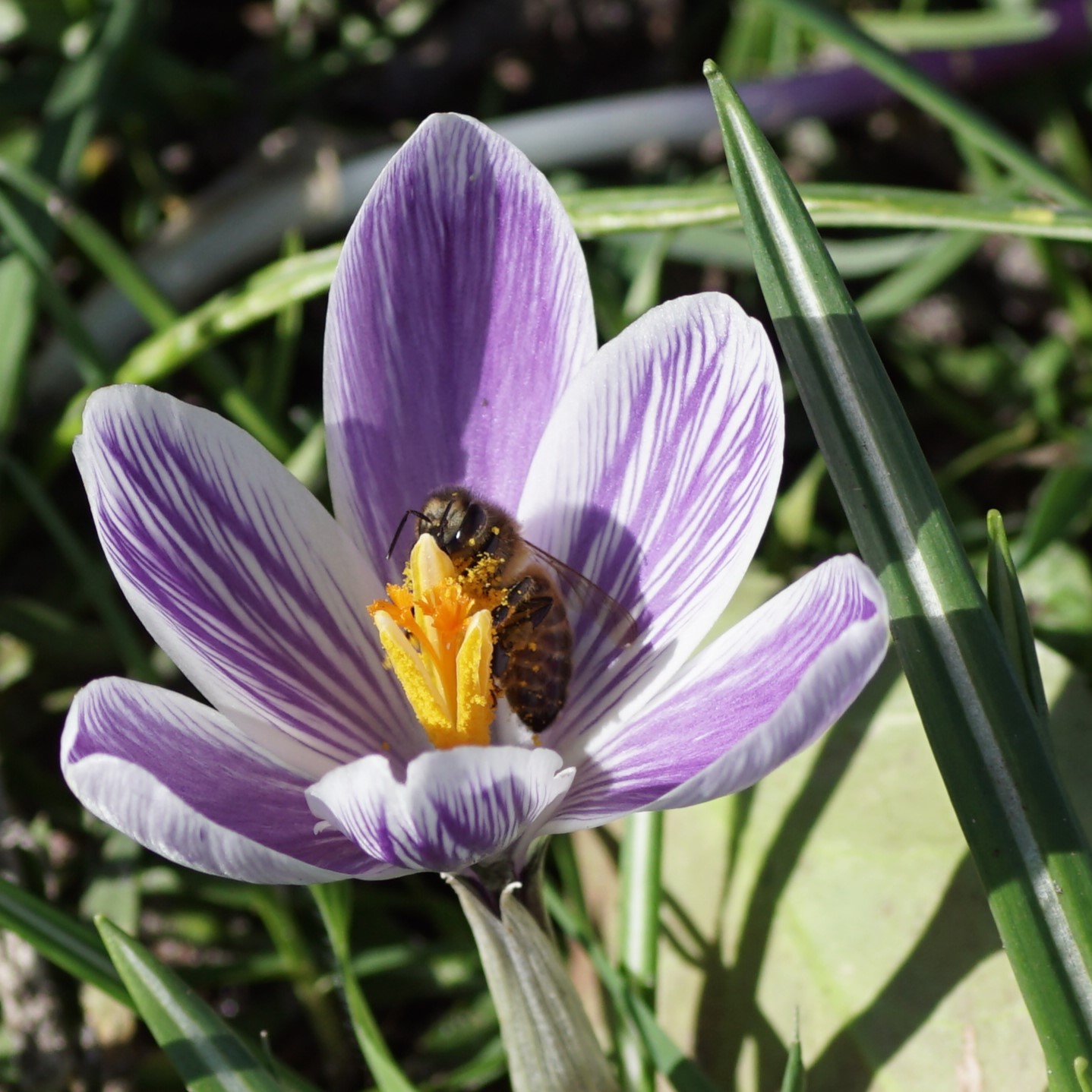 [A2005] Crocus vernus King of Striped - BIO
