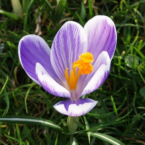 [A2005] Crocus vernus King of Striped - ORG