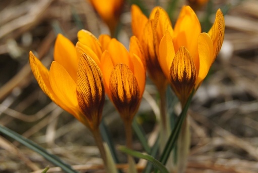 [A2101] Crocus Orange Monarch