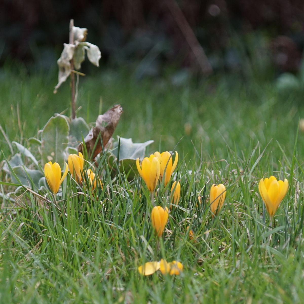 [A2003] Crocus flavus Golden Yellow - ORG