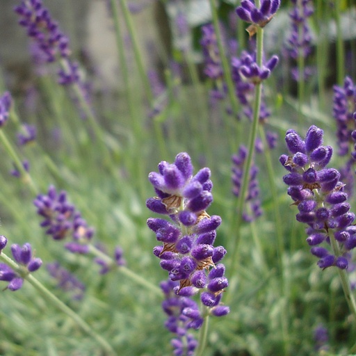 [B8020] English lavender - Lavandula angustifolia Hidcote - ORG