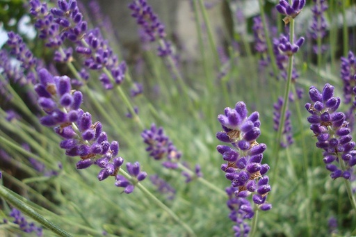 [B8020] Lavandula Hidcote - ORG