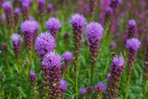 [B8021] Liatris Spicata Kobold - ORG