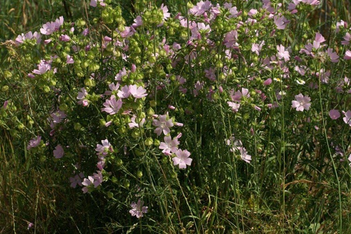 [B8024] Malva Moschata Alba - BIO