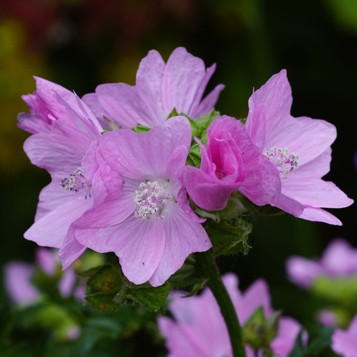 [B8023] Malva Moschata - ORG