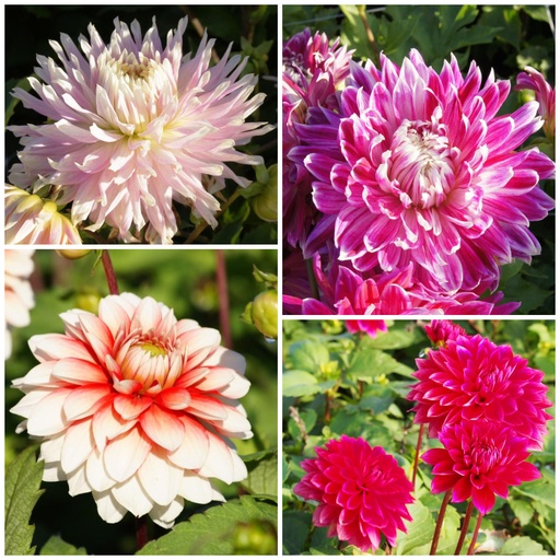 [B1093] Mødre Opskrift Dahlia Mix Rød-Lyserød 4 ST - BIO