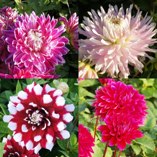 [B1093-V2] Muttertag Dahlia Mischung Rosa-Rot 4 ST v2 - BIO
