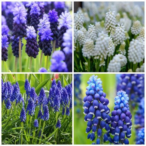 [A9035] Perlehyacinter - Muscari Blanding Blå-Hvid - BIO