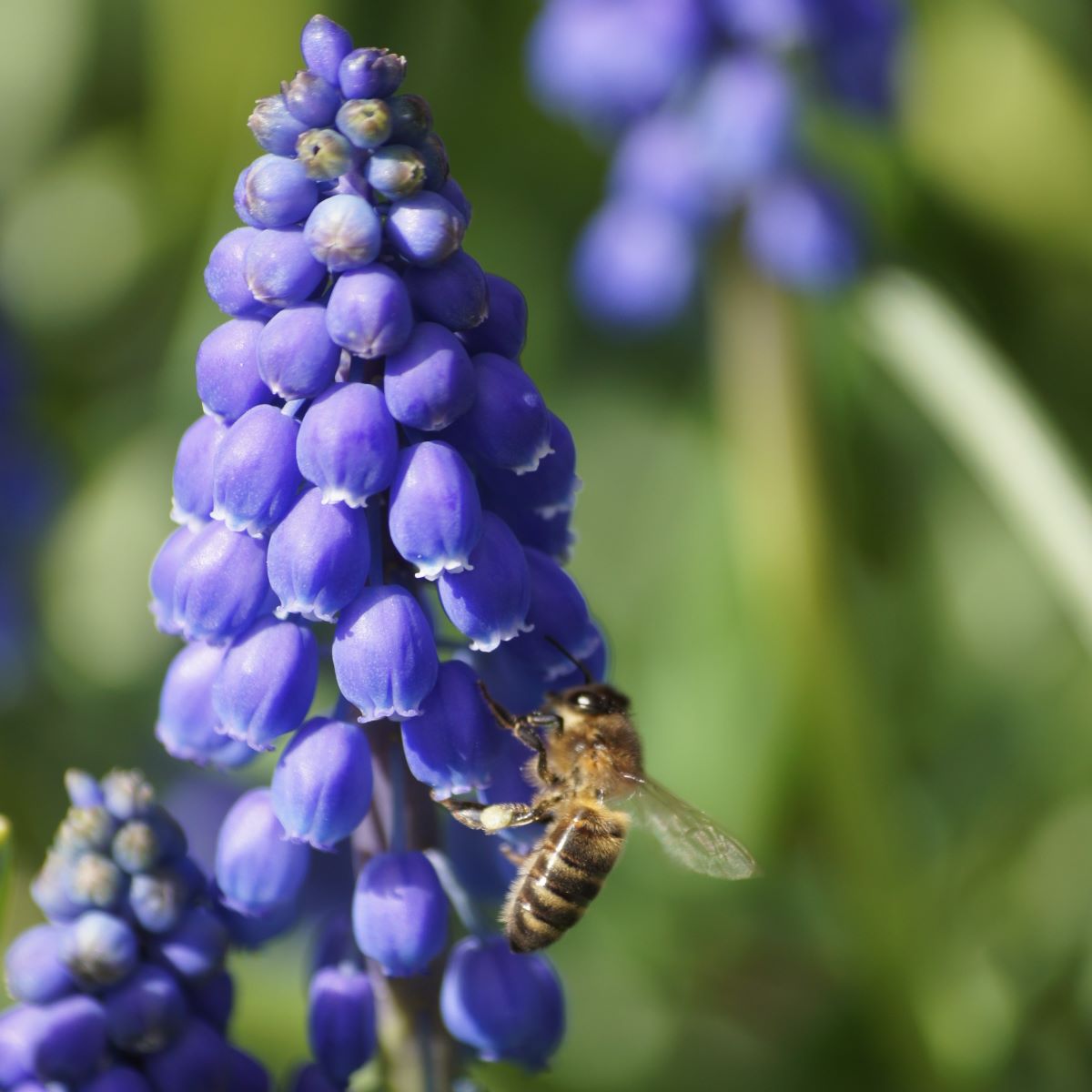 [A9001] Grape Hyacinth - Muscari Armeniacum - ORG