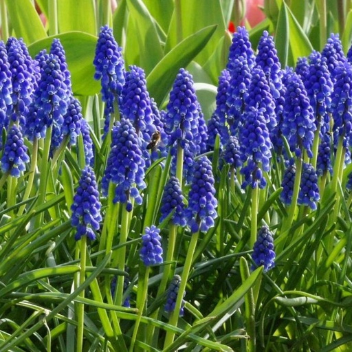 [A9001] Blauw Druifje - Muscari Armeniacum - BIO