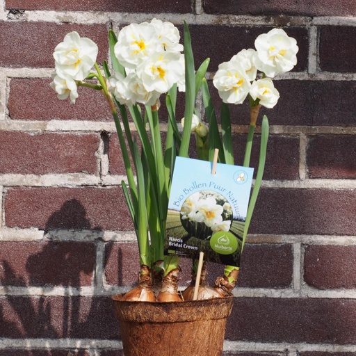 [P1006] Potted Daffodil Bridal Crown - BIO