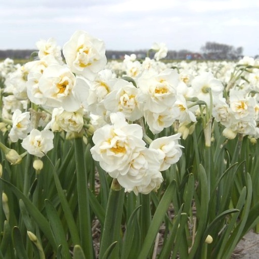 [A3001] Jonquille - Narcisse Bridal Crown - BIO
