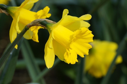 [A3021] Narcis Dutch Master - BIO