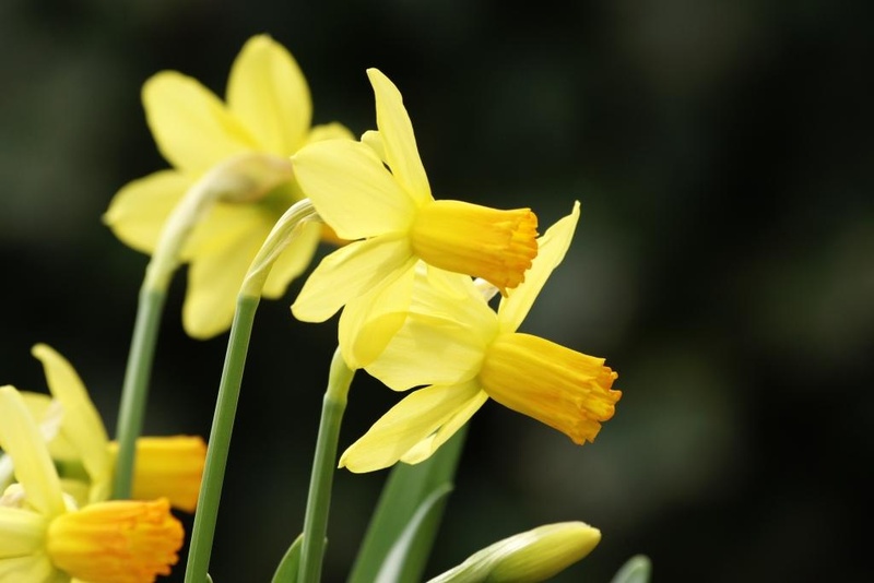 [A3002] Daffodil - Narcissus Jetfire - ORG