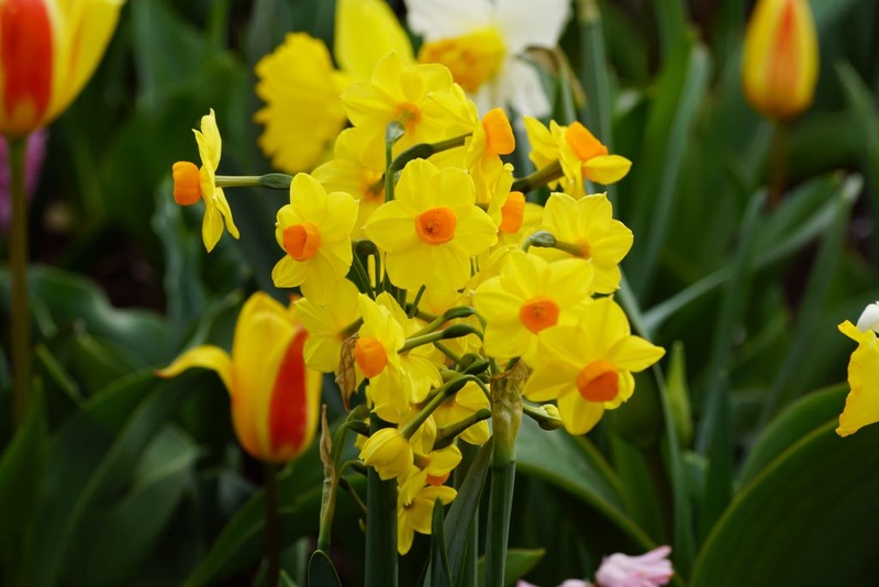 [A3016] Daffodil - Narcissus Martinette - ORG