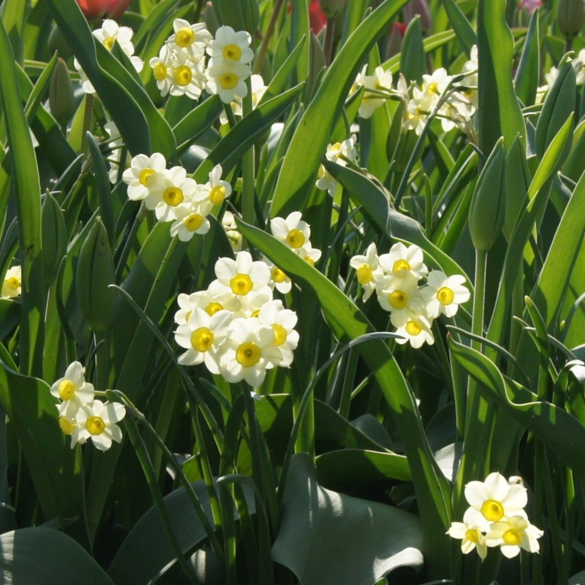 [A3013] Daffodil - Narcissus Minnow - ORG