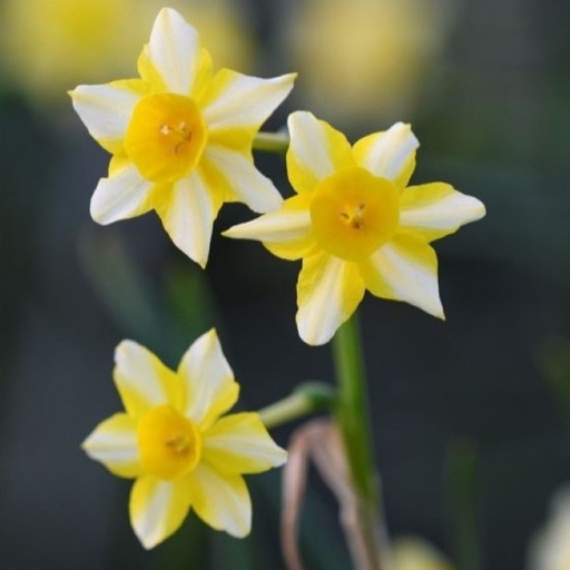 [A3024] Daffodil - Narcissus New Baby - ORG