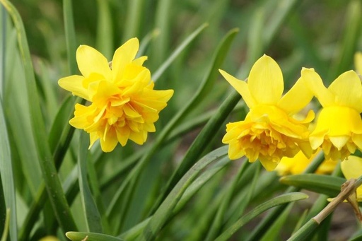 [A3019] Narcissus Tete Rosette - BIO