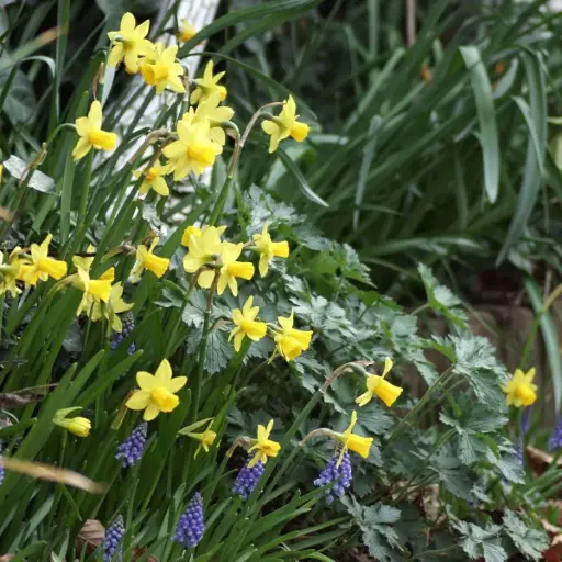 [A3005] Narcis Tete-a-Tete - BIO