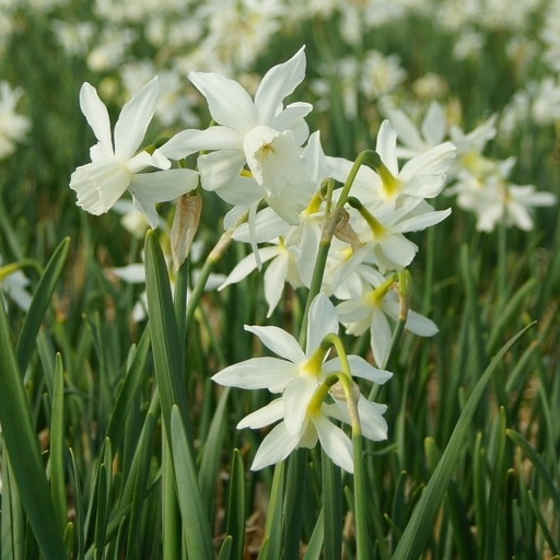 [A3003] Daffodil - Narcissus Thalia - ORG