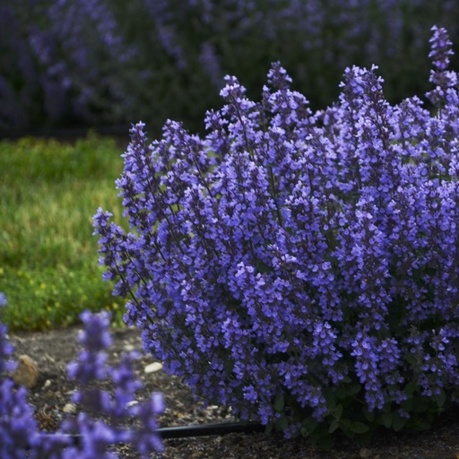 [B8054] Nepeta Cats Pyjamas - ORG