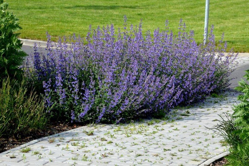 [B8025] Nepeta Walkers Low - Catmint - BIO