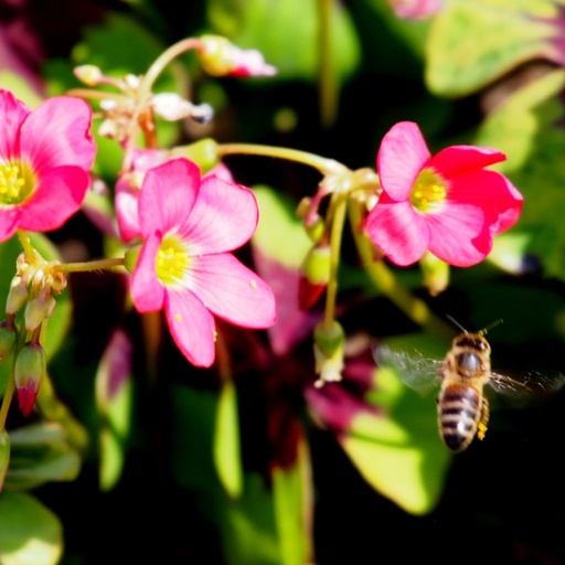 [B9001] Oxalis Deppei Iron Cross - BIO 