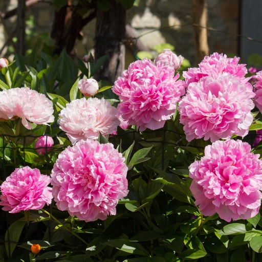 [X8056] Paeonia Sarah Bernhard - ORG