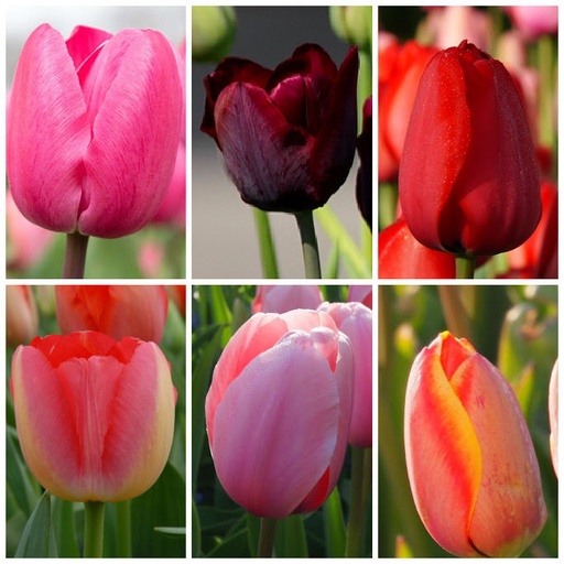 [AC99004] LOT de Tulipes Hautes - BIO