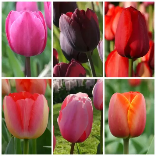 [AC99004] Paket Lange Tulpen - BIO