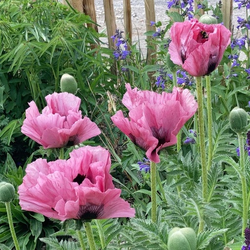 [B8057] Papaver Orientale Pink Perfection - BIO