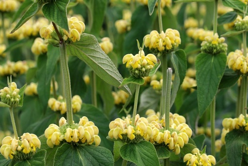 [X8027] Phlomis Russeliana - ORG