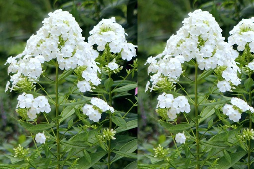 [X8032] Phlox pan. White Admiral - ORG