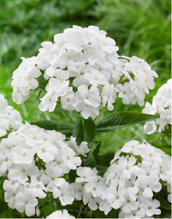 [X8031] Phlox pan. Famous White - ORG
