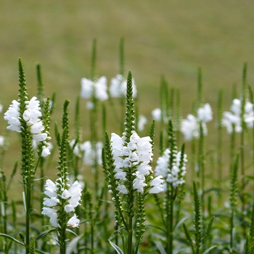 [B8033] Physostegia vir. Alba - BIO