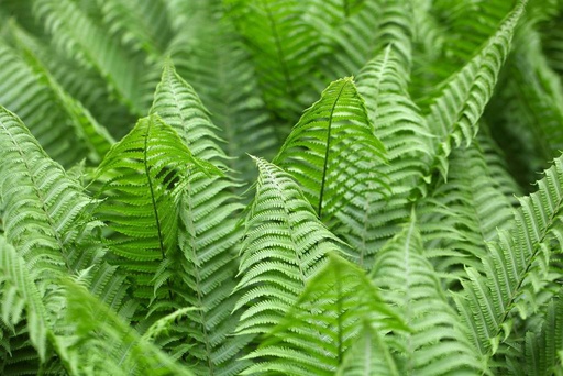 [B8058] Polystichum set. Herrenhausen - ORG