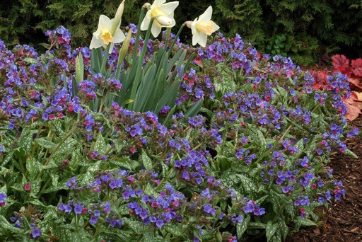 [X8059] Pulmonaria Trevi Fountain - ORG