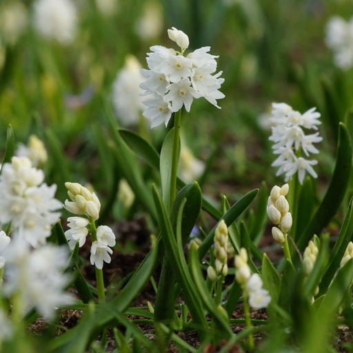 [A9043] Puschkinia Libanotica Alba - Witte Buishyacint - BIO