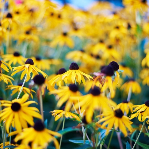 [B8034] Rudbeckia Goldsturm - BIO