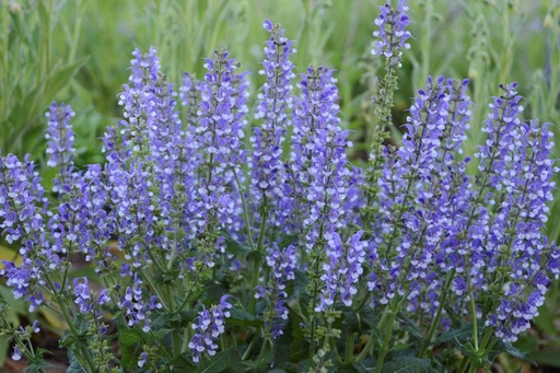 [X8060] Salvia Azure Snow - ORG