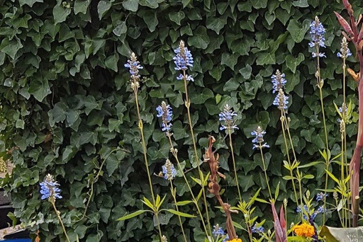 [X8036] Salvia Crystal Blue - ORG