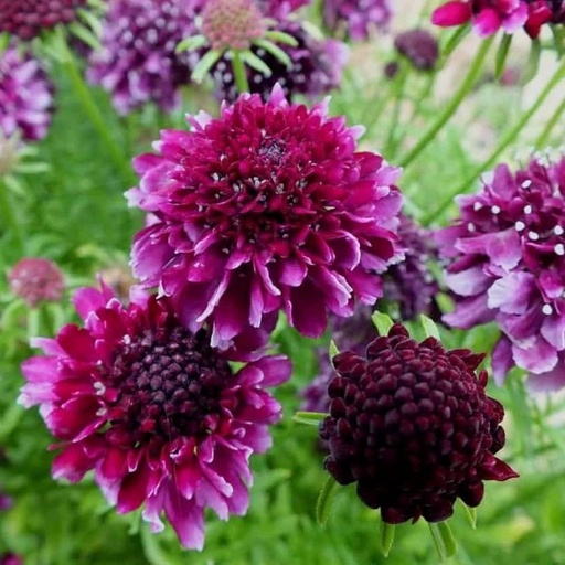 [B8067] Scabiosa Barocca - ORG