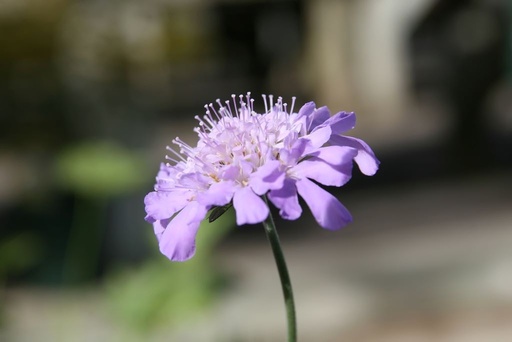 [B8038] Scabiosa Butterfly Blue - ORG