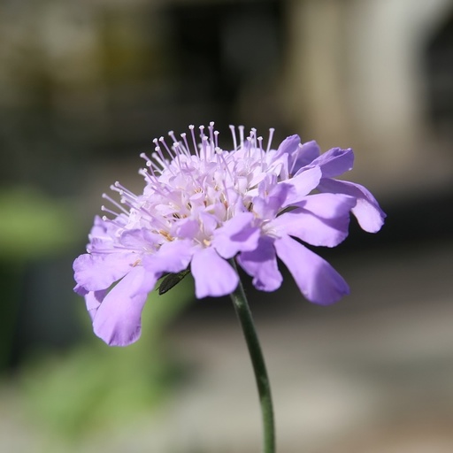 [X8038] Scabiosa Butterfly Blue - BIO