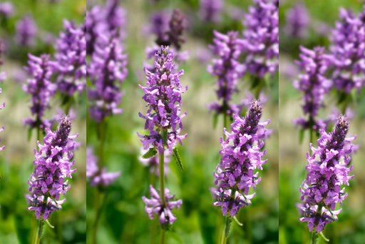 [B8063] Stachys officinalis - BIO