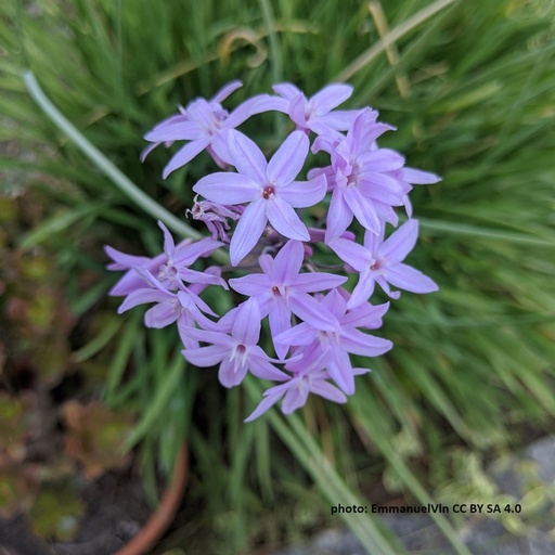 [B9034] Tulbaghia Violacea - BIO