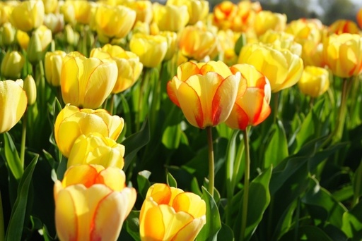 [A1003] Tulipa Beauty of Spring - ORG