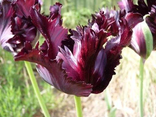 [A1054] Tulipa Black Parrot - ORG