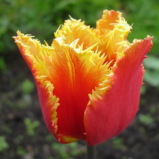 [A1078] Tulipa Gusto - BIO